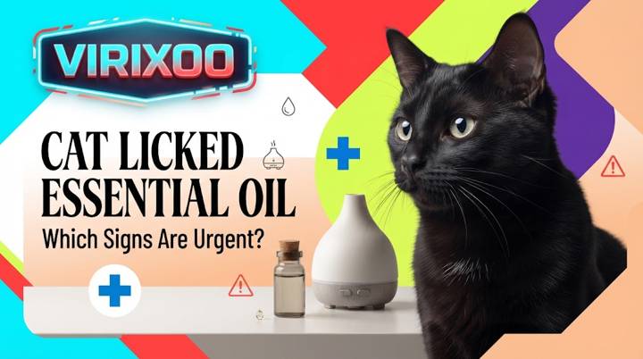 Cat kept away from an essential oil bottle and diffuser while an owner contacts a veterinarian