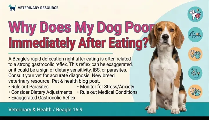 Does My Dog Poop Immediately After Eating
