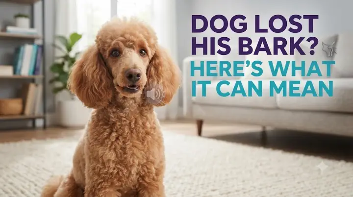 Dog trying to bark with a noticeably hoarse voice while resting comfortably beside its owner