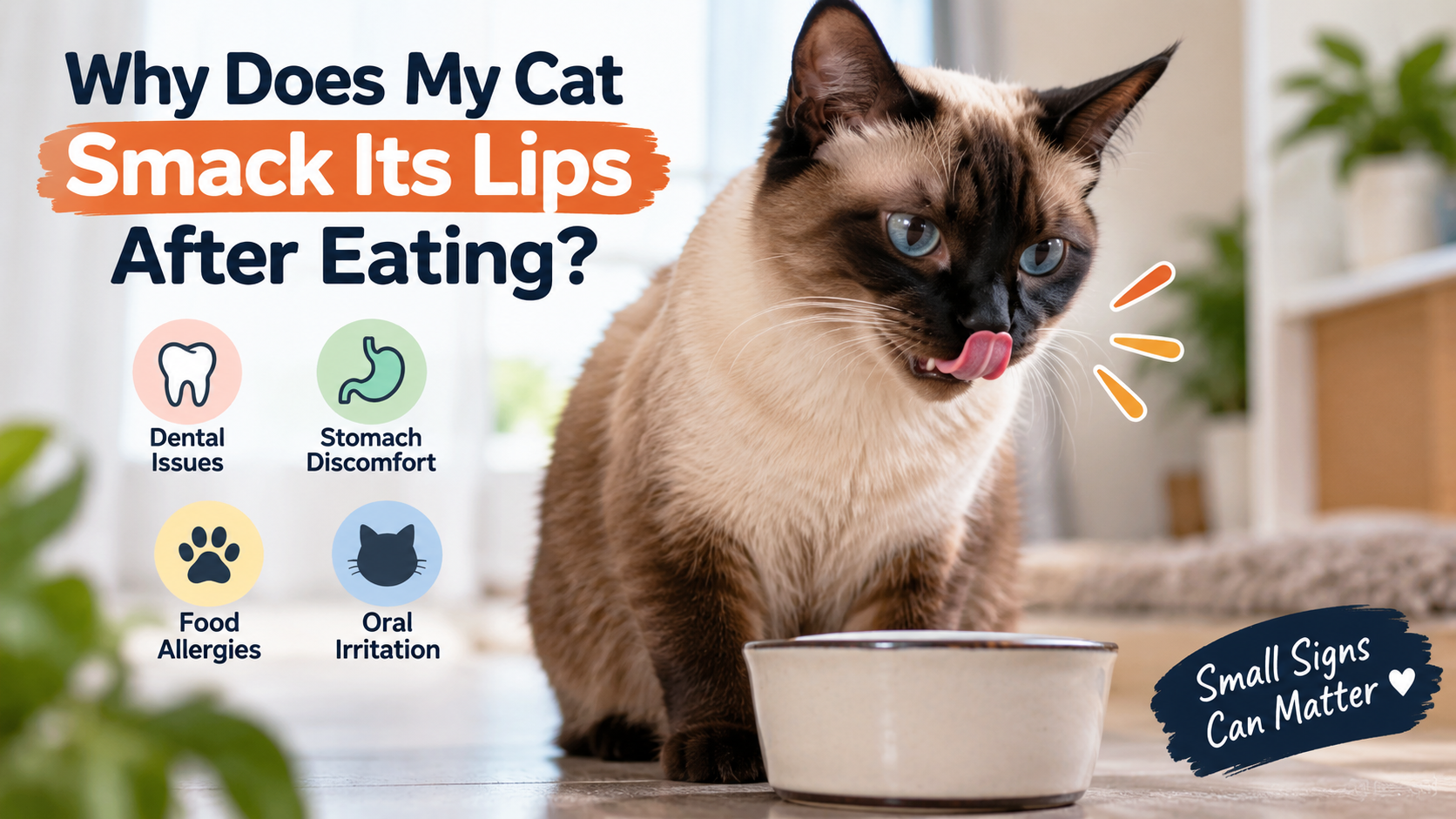 Cat making repeated lip movements after finishing a meal while an owner watches for drooling or discomfort