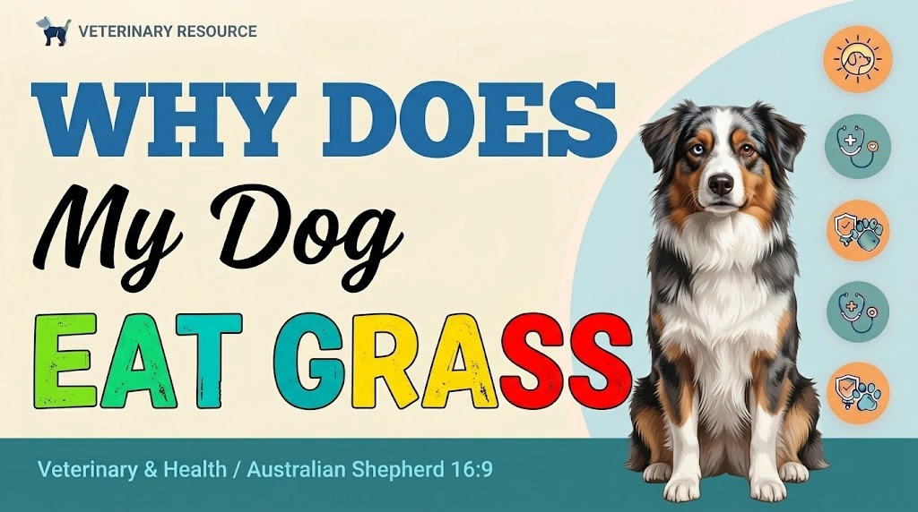 Does My Dog Have Brown Stains Around His Mouth while an owner observes the dog calmly for relevant changes