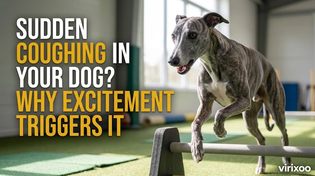 Does My Dog Cough When He Gets Excited while an owner observes the dog calmly for relevant changes