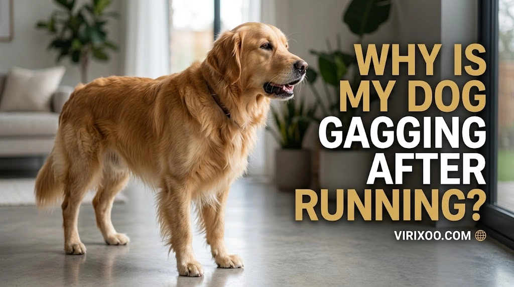 Does My Dog Gag After Running while an owner observes the dog calmly for relevant changes