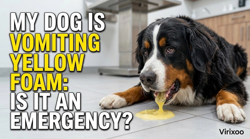 Does My Dog Suddenly Refuse to Eat From a Metal Bowl while an owner observes the dog calmly for relevant changes
