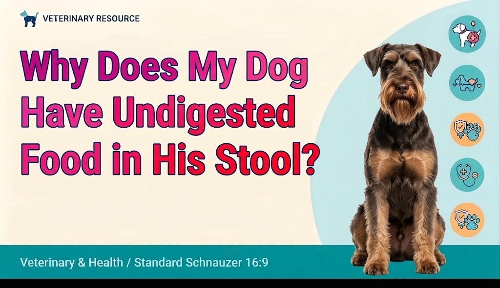 Does My Dog Have Undigested Food in His Stool while an owner observes the dog calmly for relevant changes