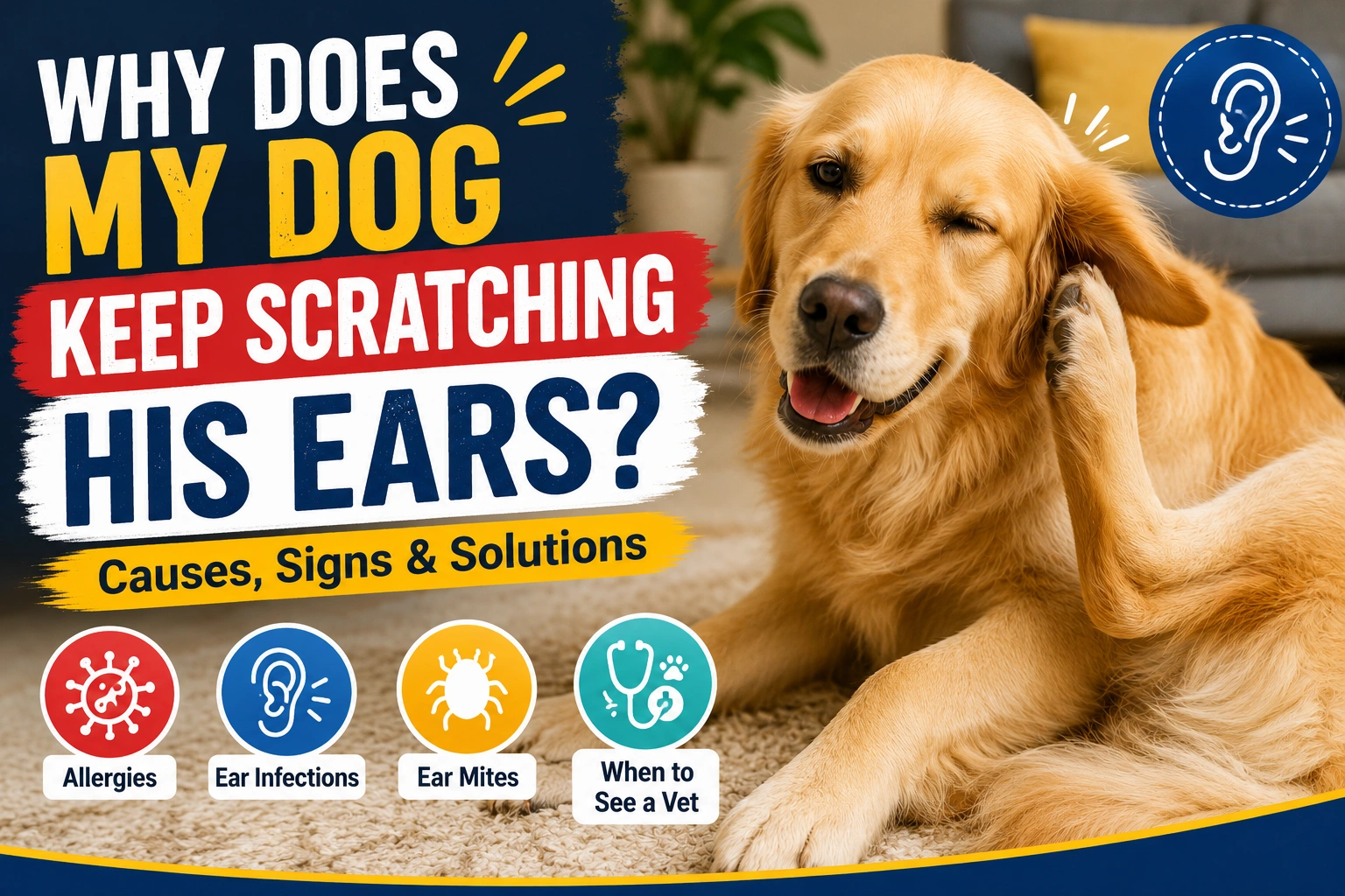 Dog owner observing a dog for signs related to why are my dog's paw pads peeling