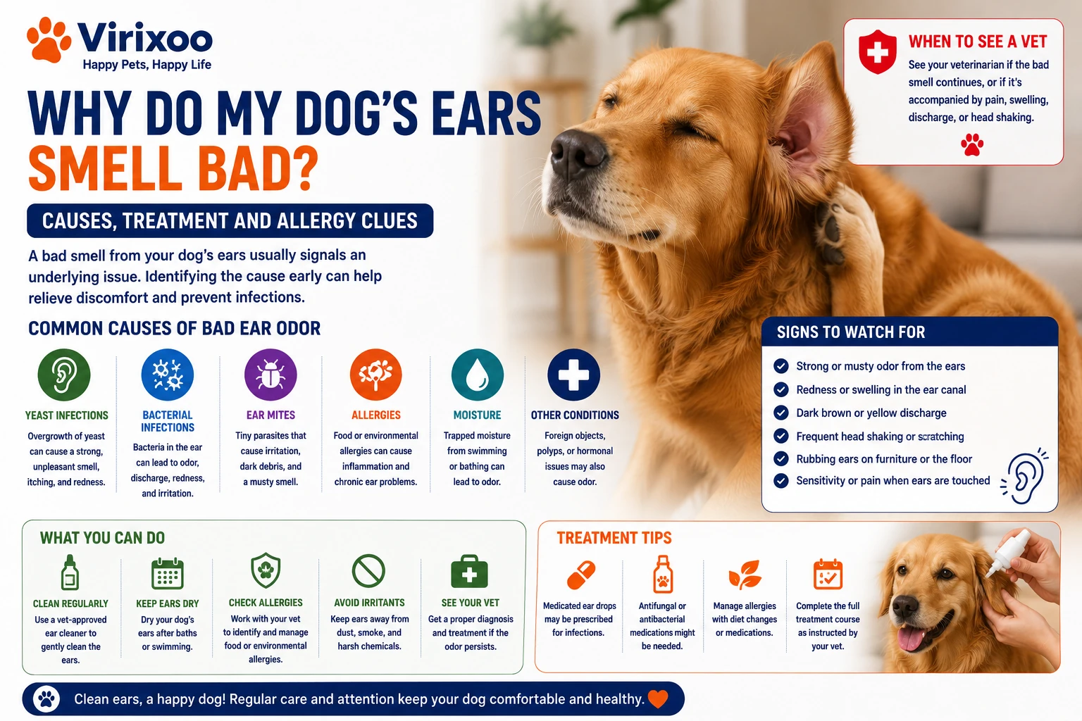 Dog calmly having the outer ear checked by its owner