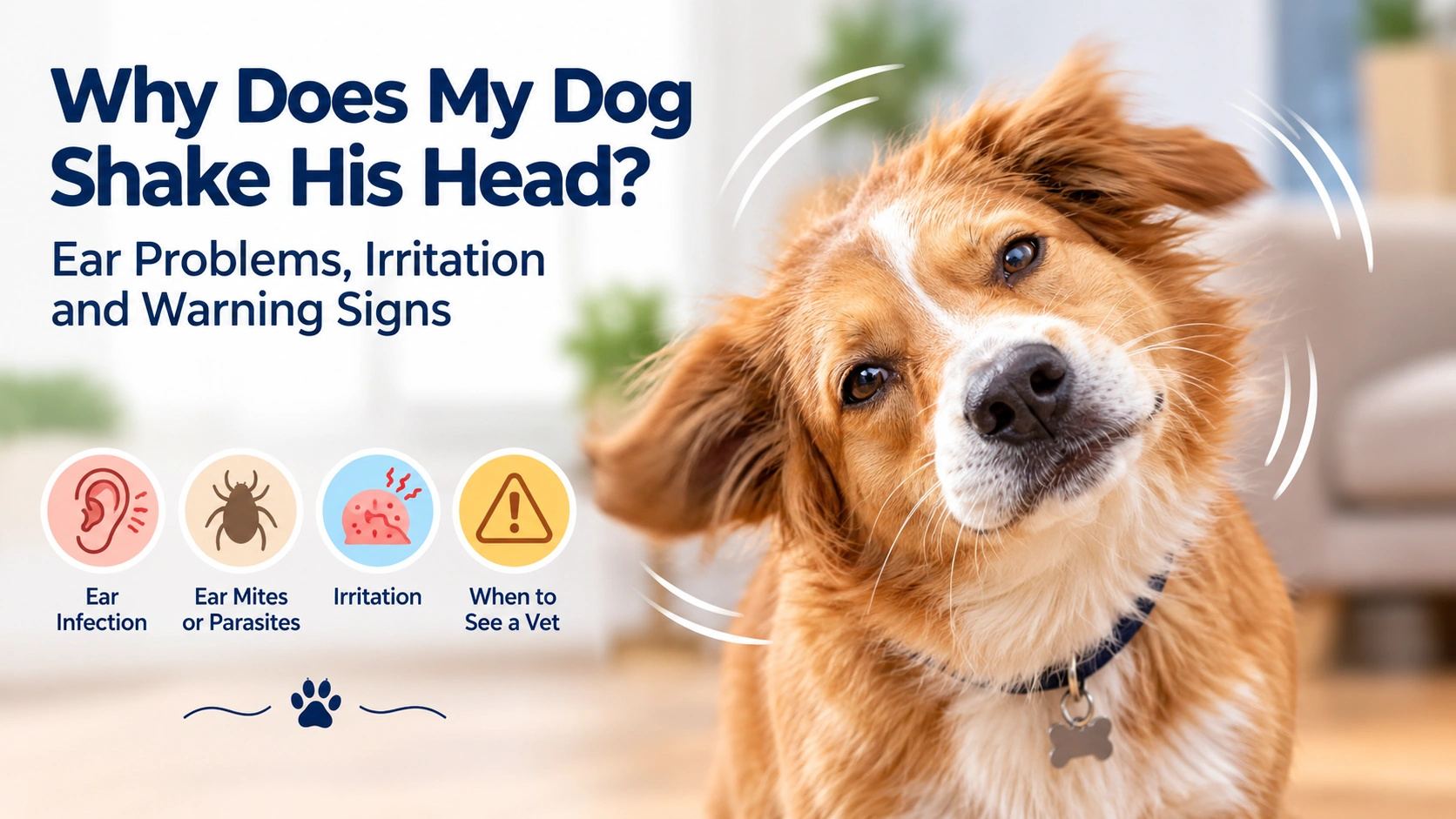 Dog tilting its head while owner gently looks at the outer ear