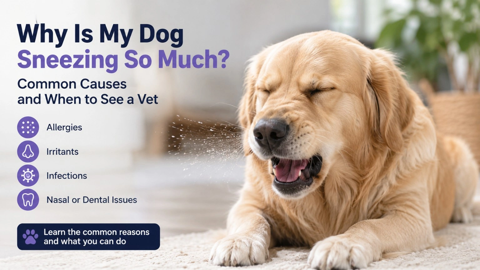 Dog sneezing gently while an owner watches for nasal discharge and discomfort