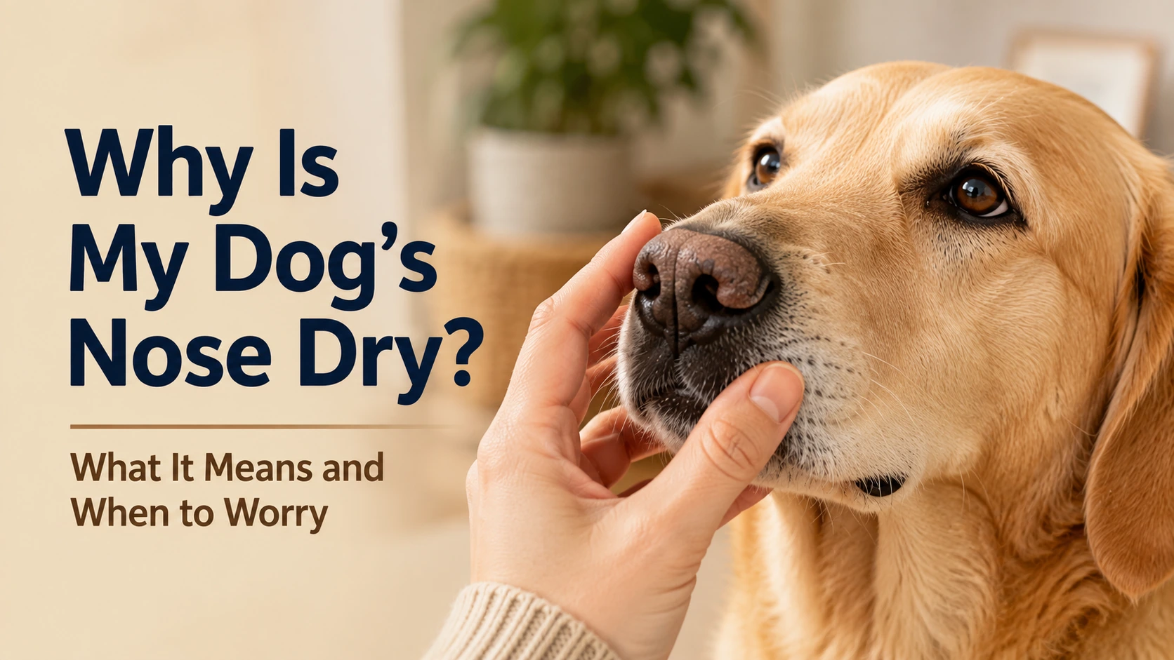 Close view of a healthy dog nose while an owner gently checks for dryness or cracking